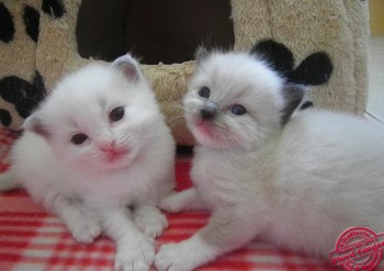 2 chatons mâles - 19 jours - Chatterie Ragdolls du Val de Beauvoir